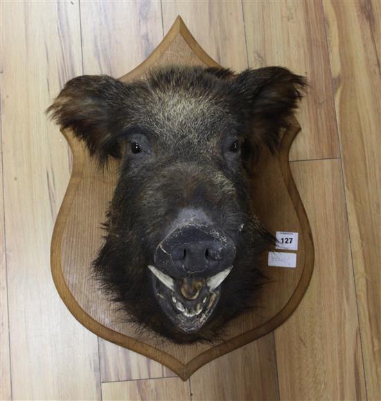 A boars head